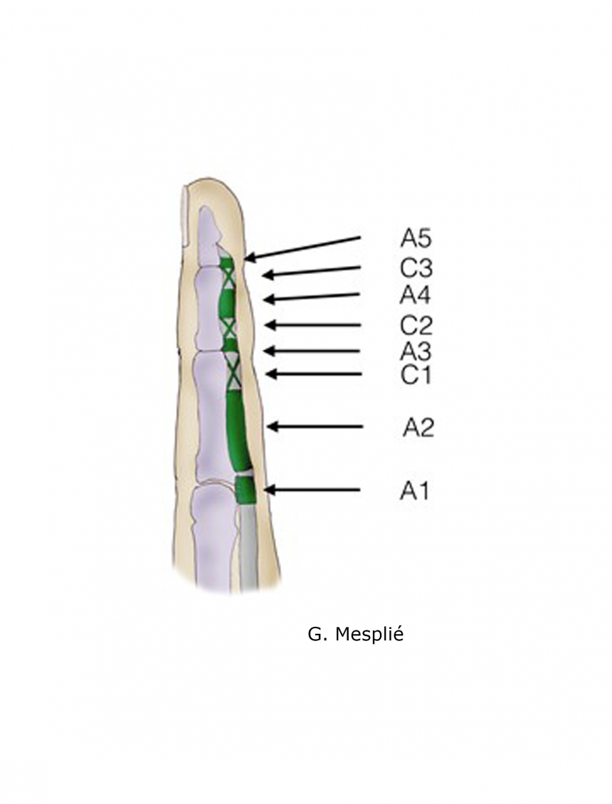 anatomie des poulies des doigts